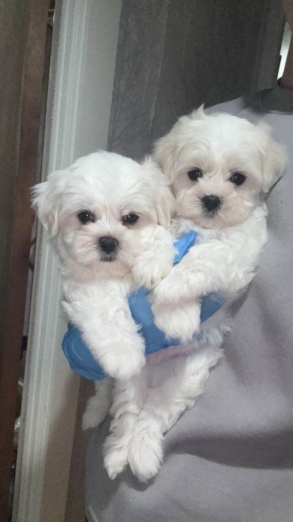 Maltichon puppies