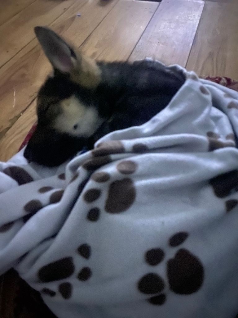 Alaskan Shepard - impeccable bloodline 