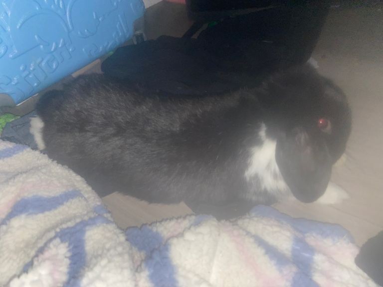 BUNNY