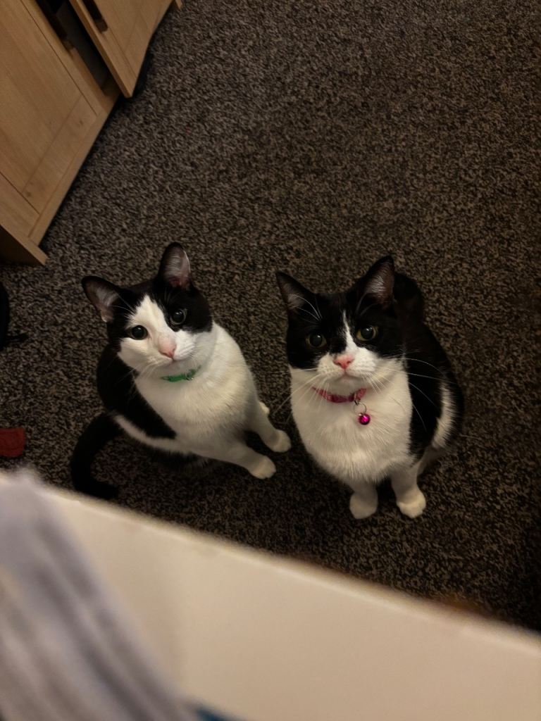 Cats for sale 