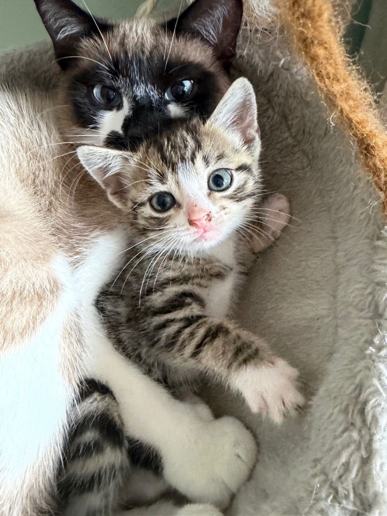 Kittens looking for a loving home 