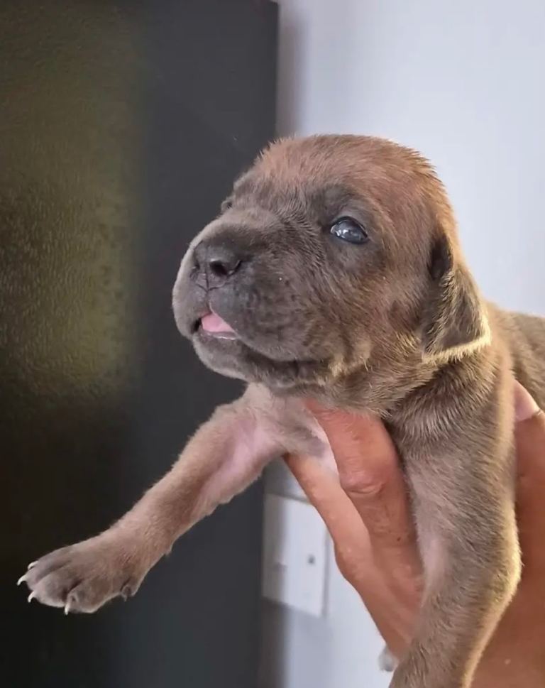 Cane Corso Puppies 