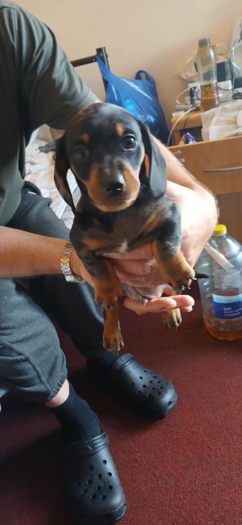 Mini dachshunds 