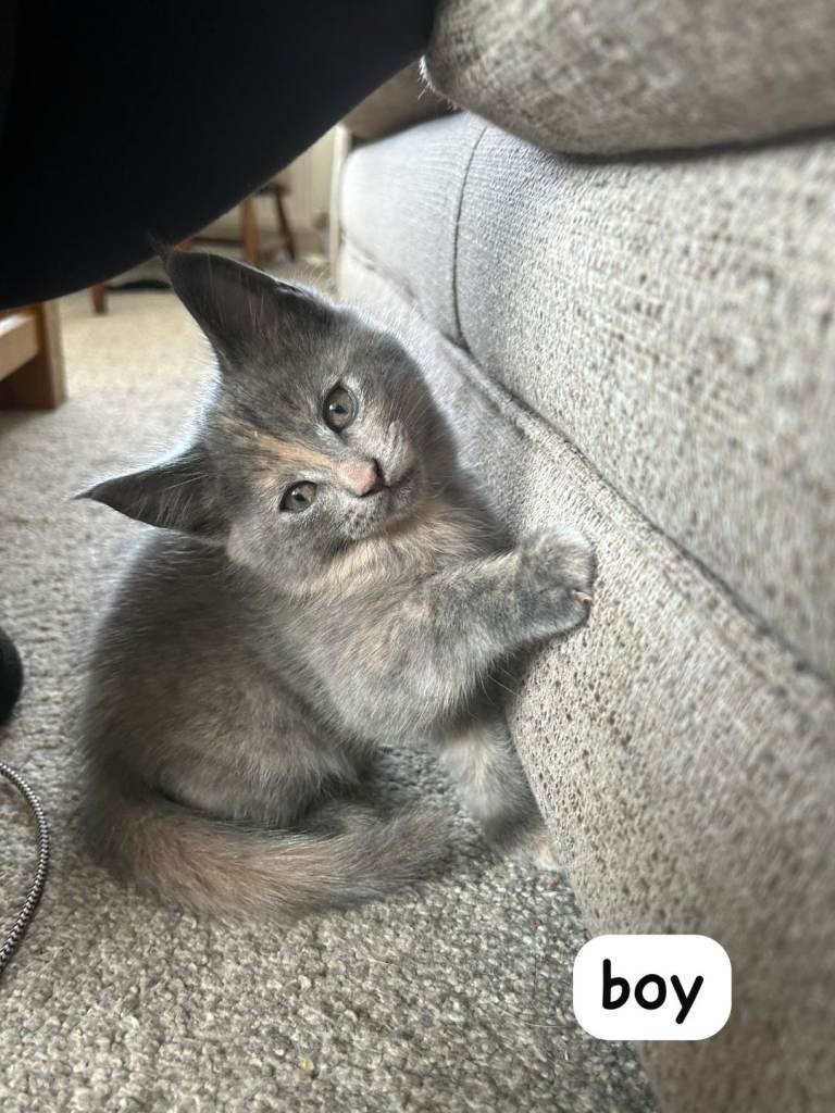 Kittens 