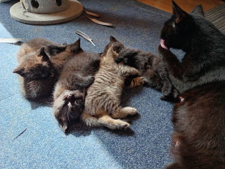 Kitten