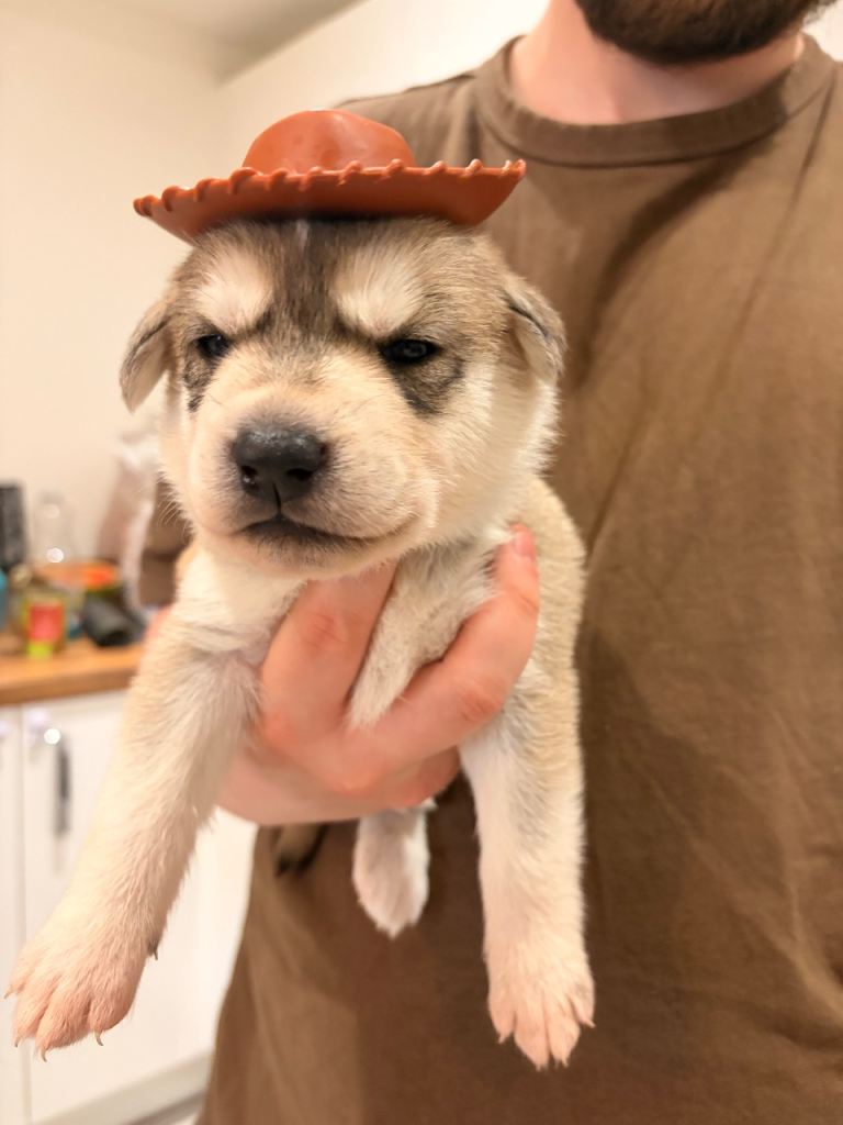 2 left Husky Shepherd mix pups