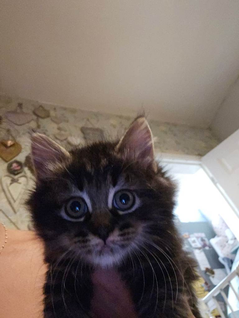  kittens 