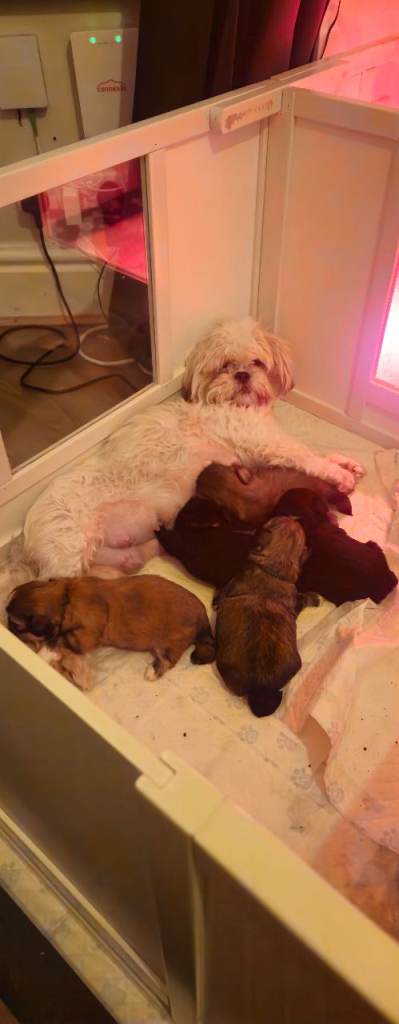 Gorgeous shih tzu puppies