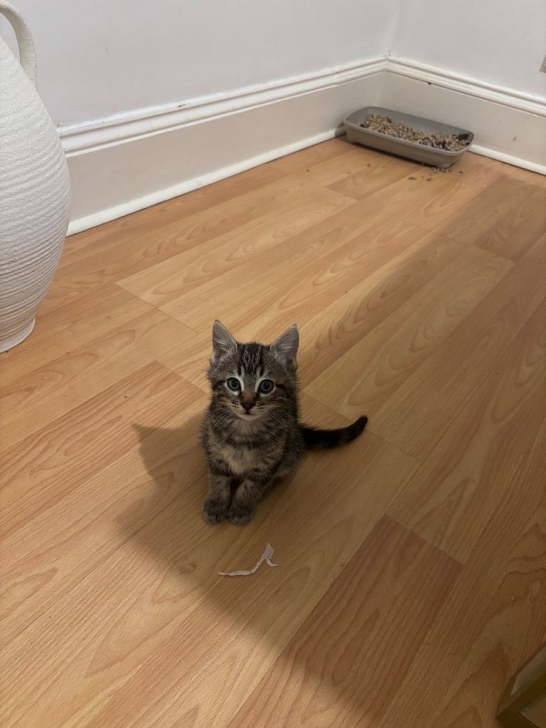 fluffiest kittens! ready to rehome ASAP!