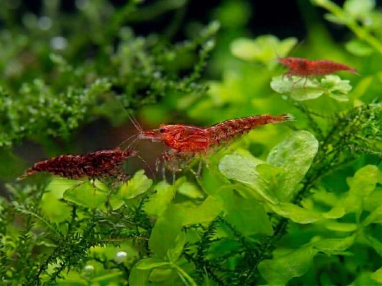 Red Cherry Shrimp
