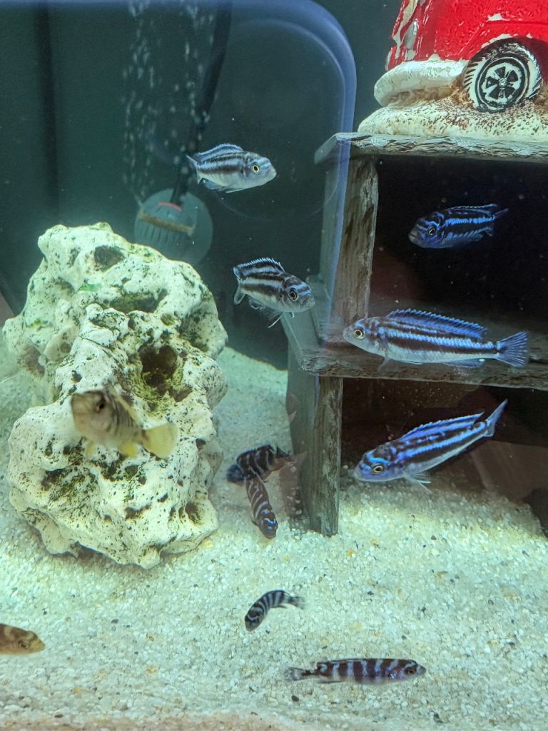 Cichlids for sale (demonsoni, bumblebee, Maingano)