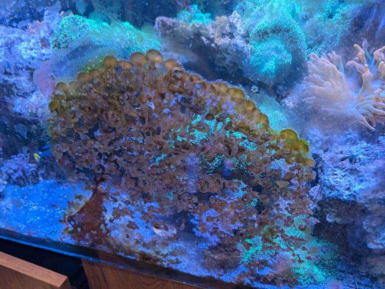 Marine aquarium bits