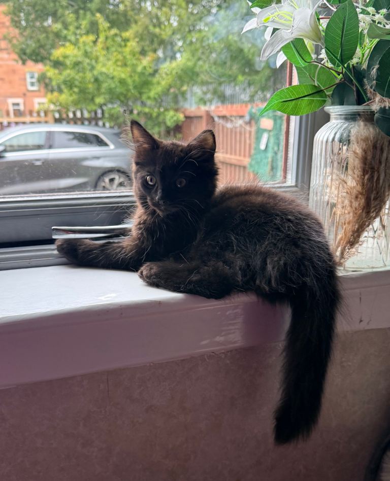 Maine coon kitten