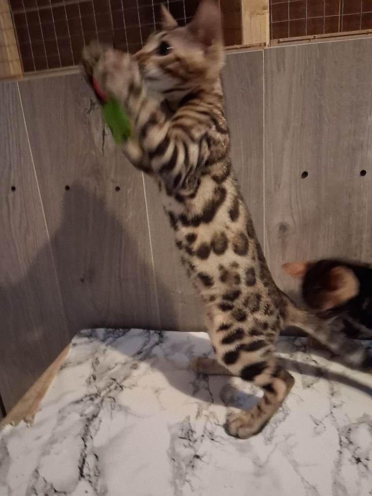 Top quality Bengal Kittens 