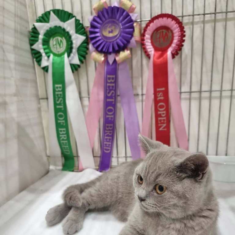GCCF Registered Active Lilac British shorthair 