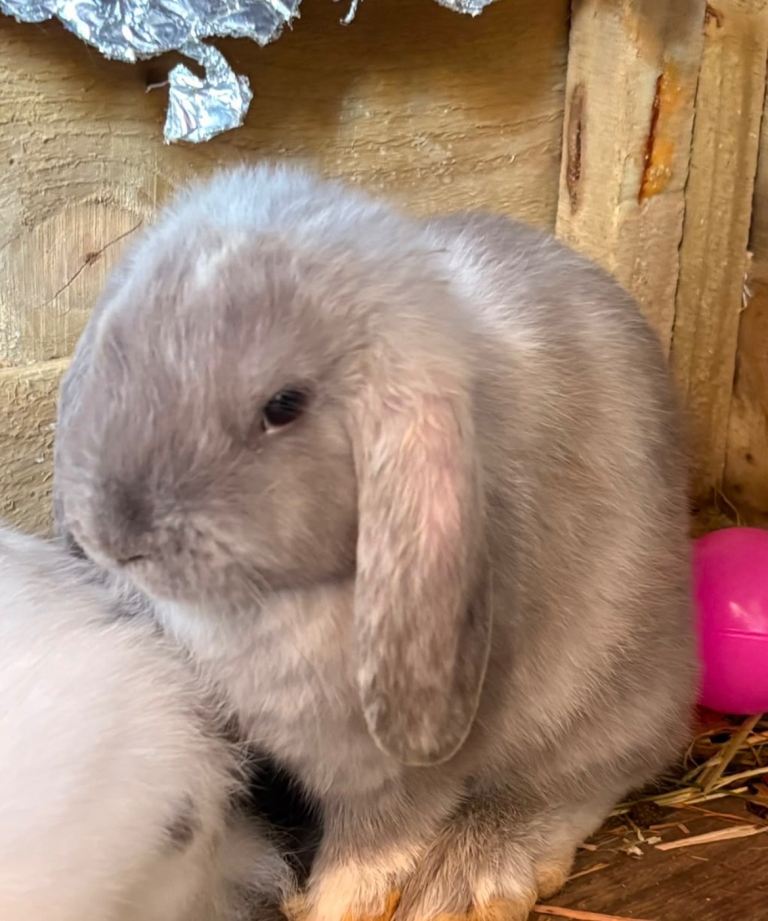 READY NOW for their forever home beautiful Lop eared Rabbits