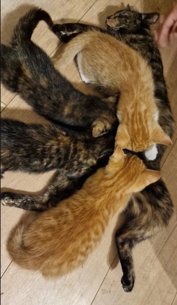 Kittens for sale. Depford area