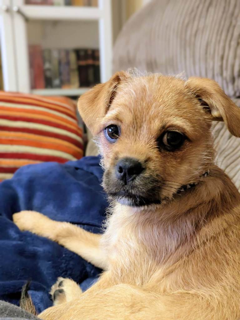 Staffy, Pug, Terrier cross puppy for sale