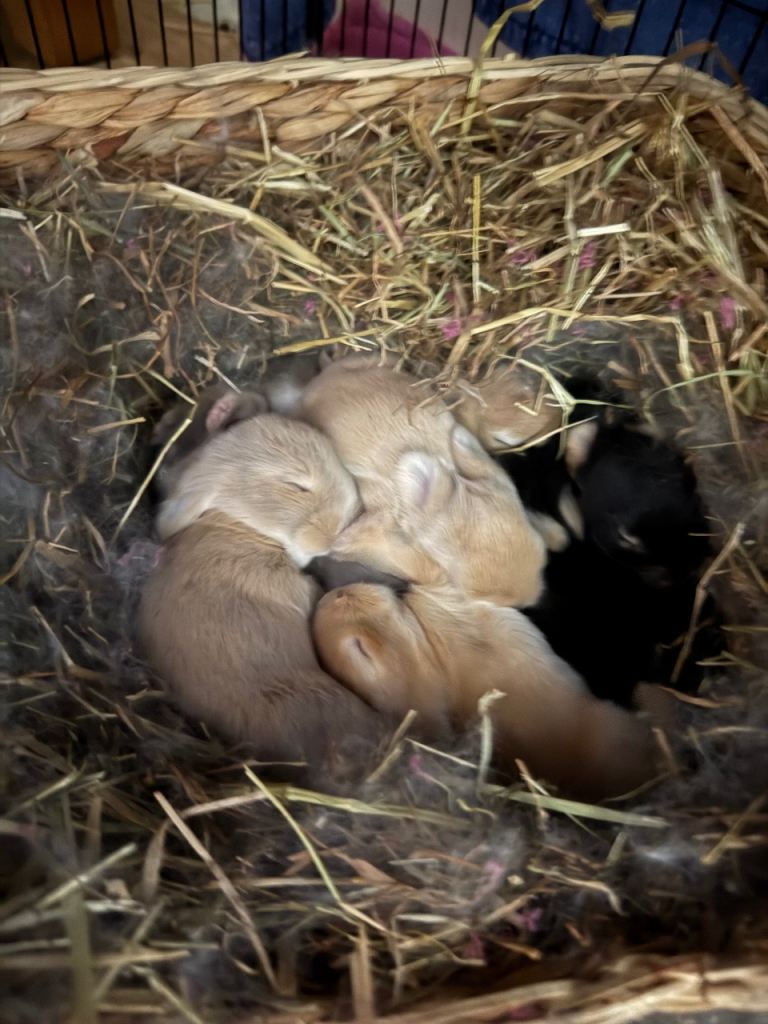 Baby mini lops