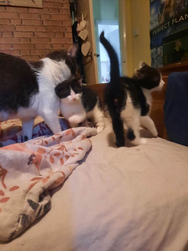 Kittens Ready to meet their family