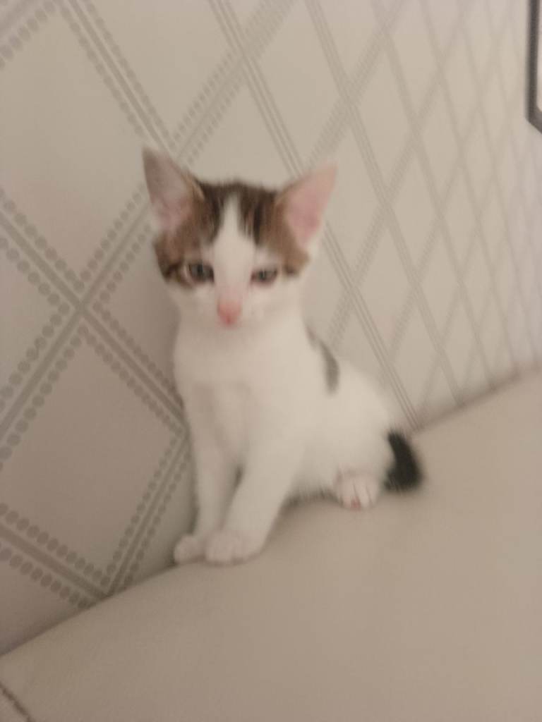 Kitten white with tabby ears and tail and markings 
