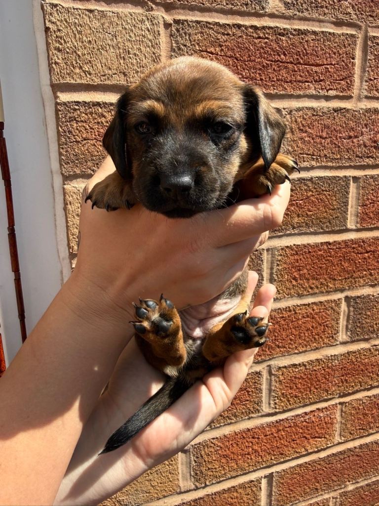 Miniature / standard Dachshund pups