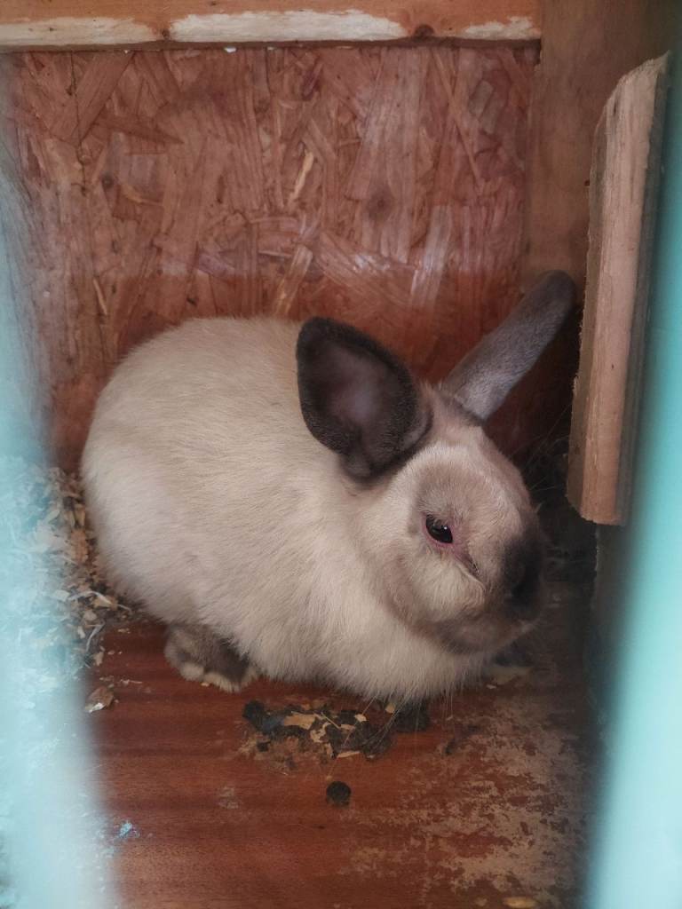 Baby bunny