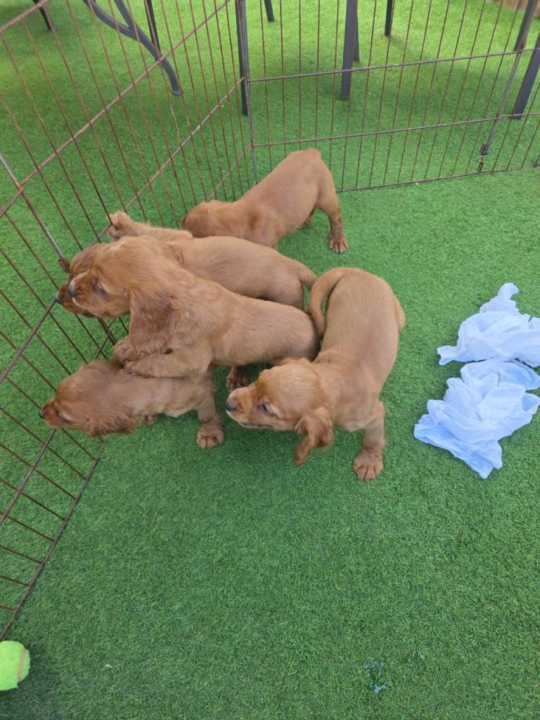 Red cocker spaniel puppies for sale