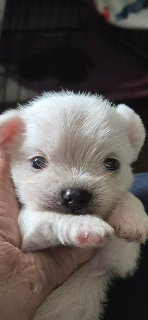 I have litter 6 pups morkie x maltese 