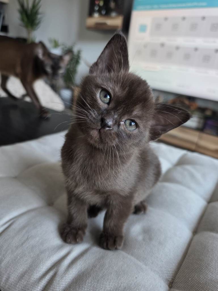 Stunning Pedigree Brown Burmese kittens for sale