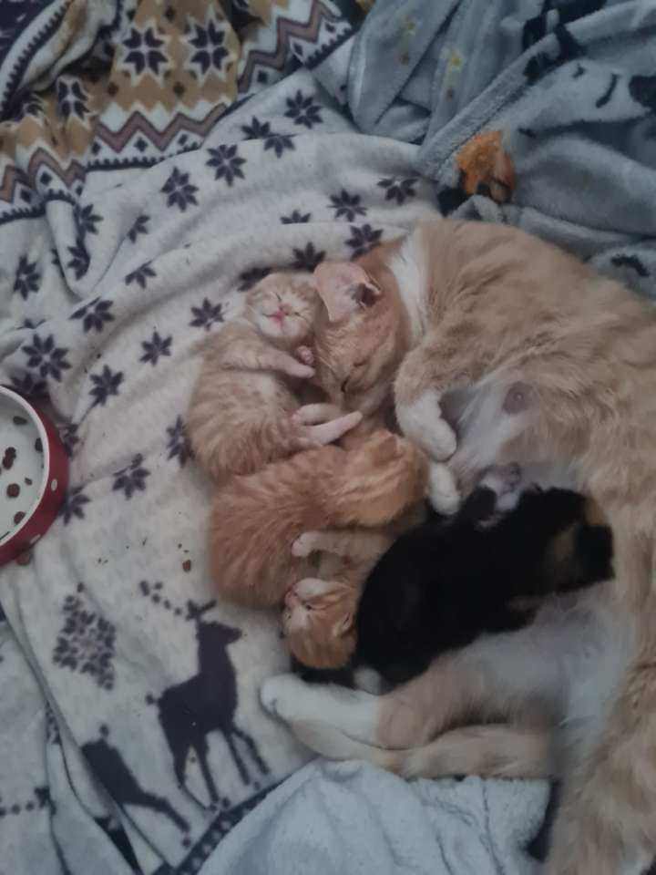 Kittens