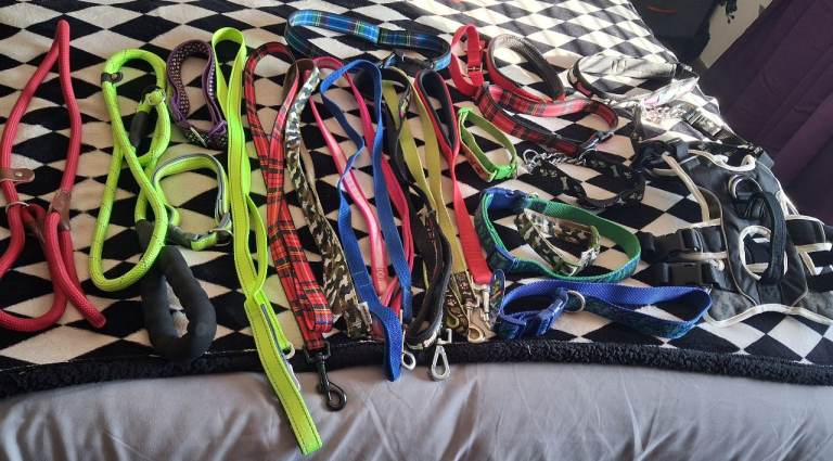 Dog leads, collars job lot