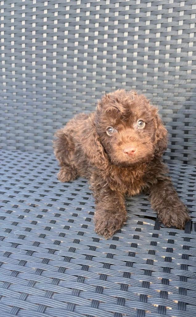 Doxiepoo puppies