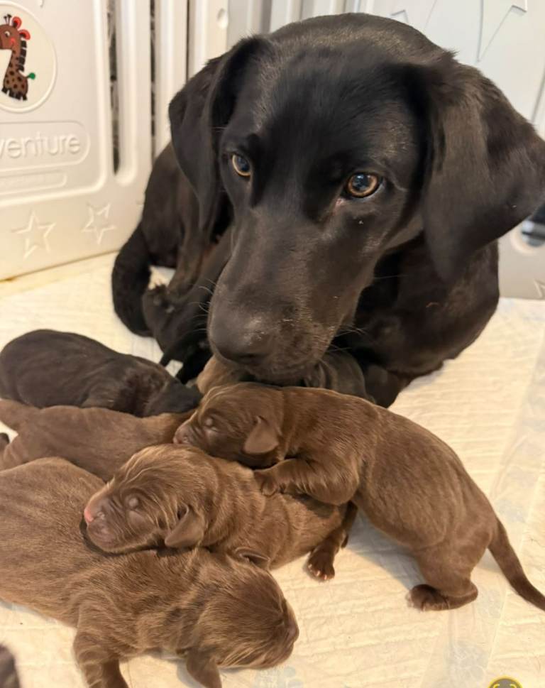 Pedigree labrador retriever pups