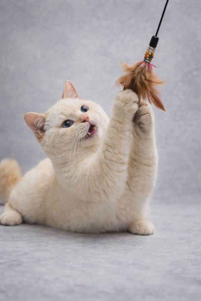 RARE Flame Point British Shorthair Boy
