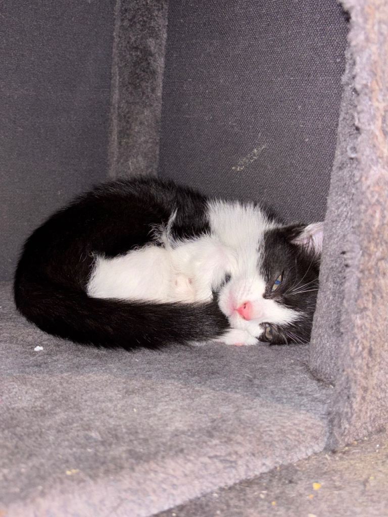 kitten in high demand