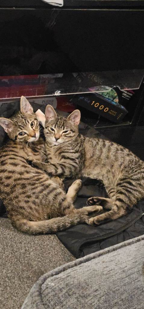 2 Female Tabby Kittens 