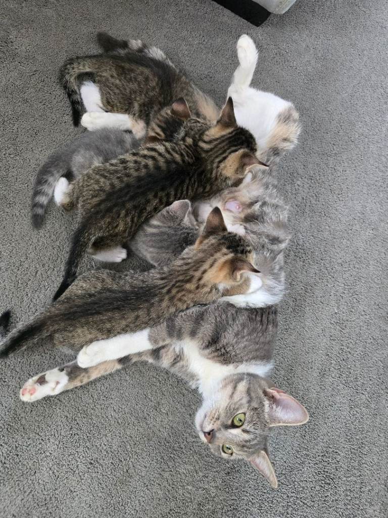 Kittens for sale