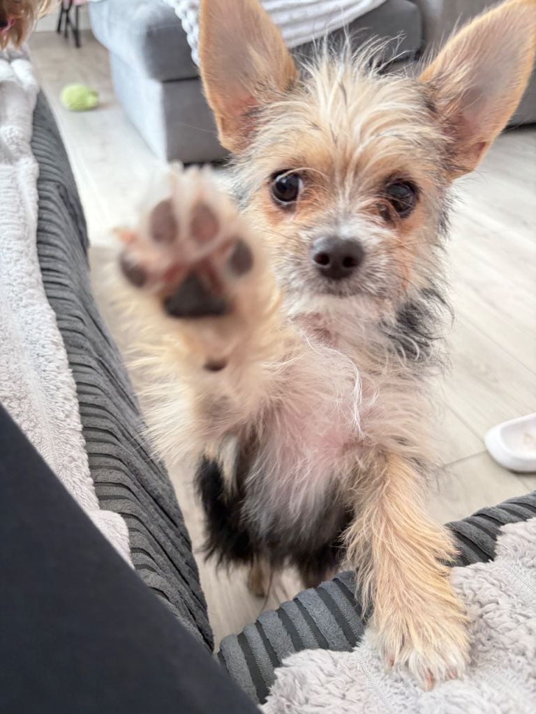 For sale Chorkie 6 months old 