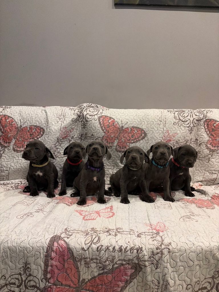 6 Blue Staffordshire Bull Terrier Puppies !