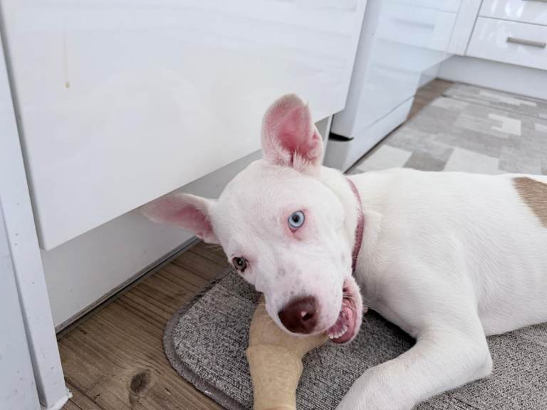 Stuffy puppy 