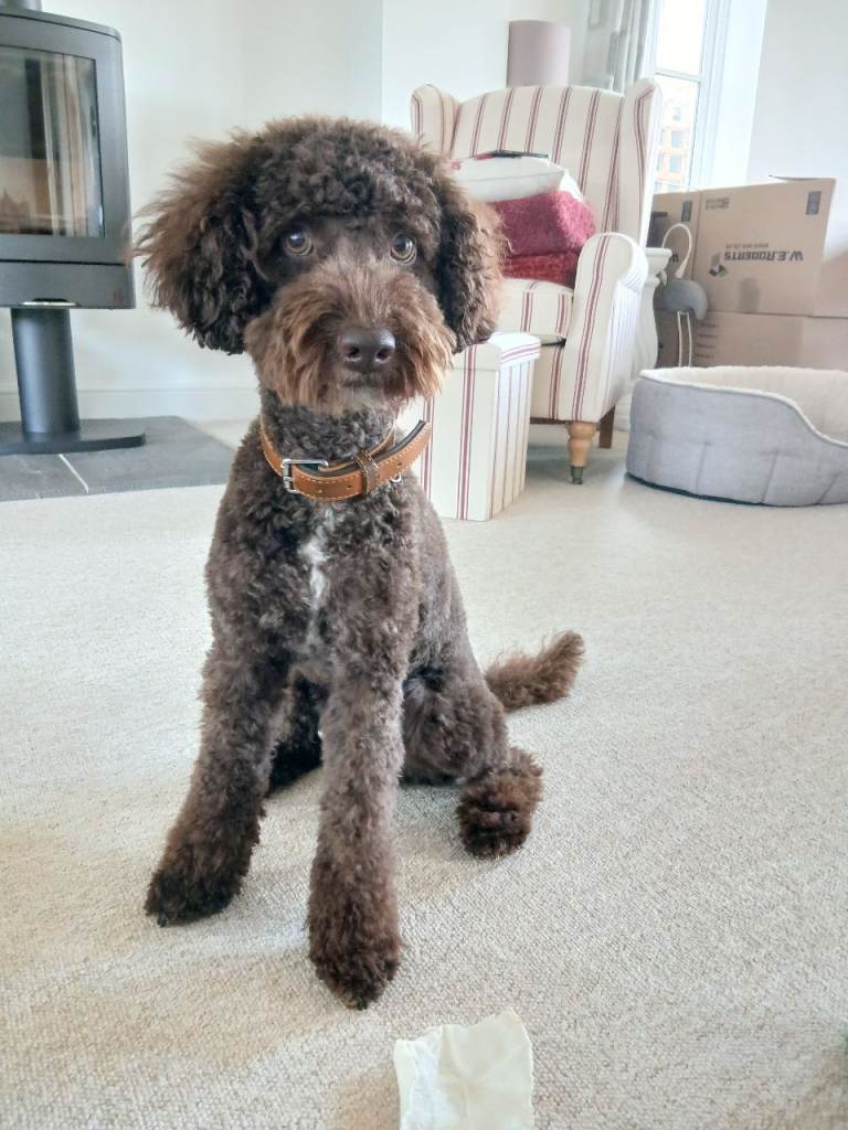 Loveable Cockapoo needing a new home