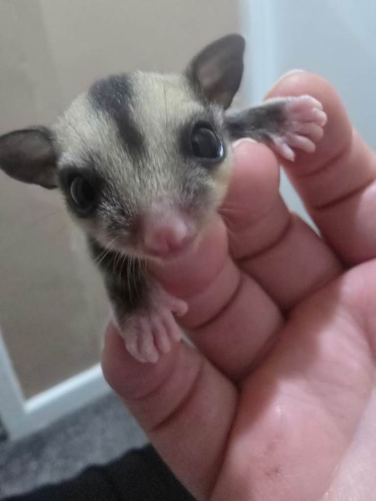 Male and female baby sugargliders ready in 11 weeks roughly