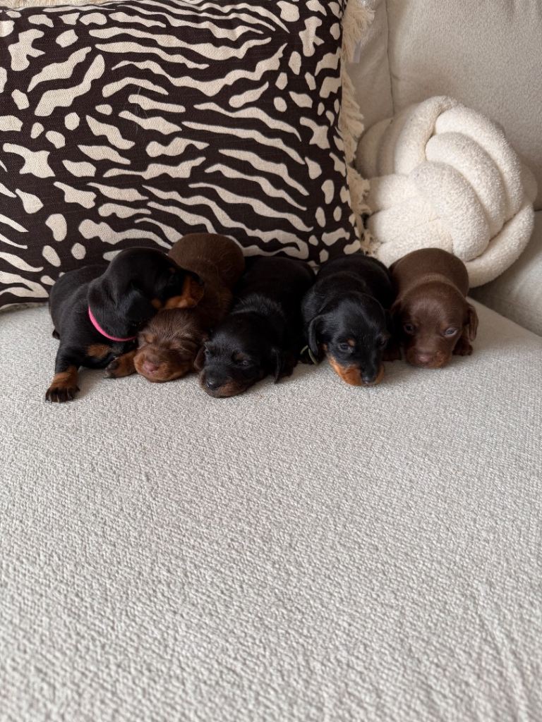 Miniature dachshund puppies