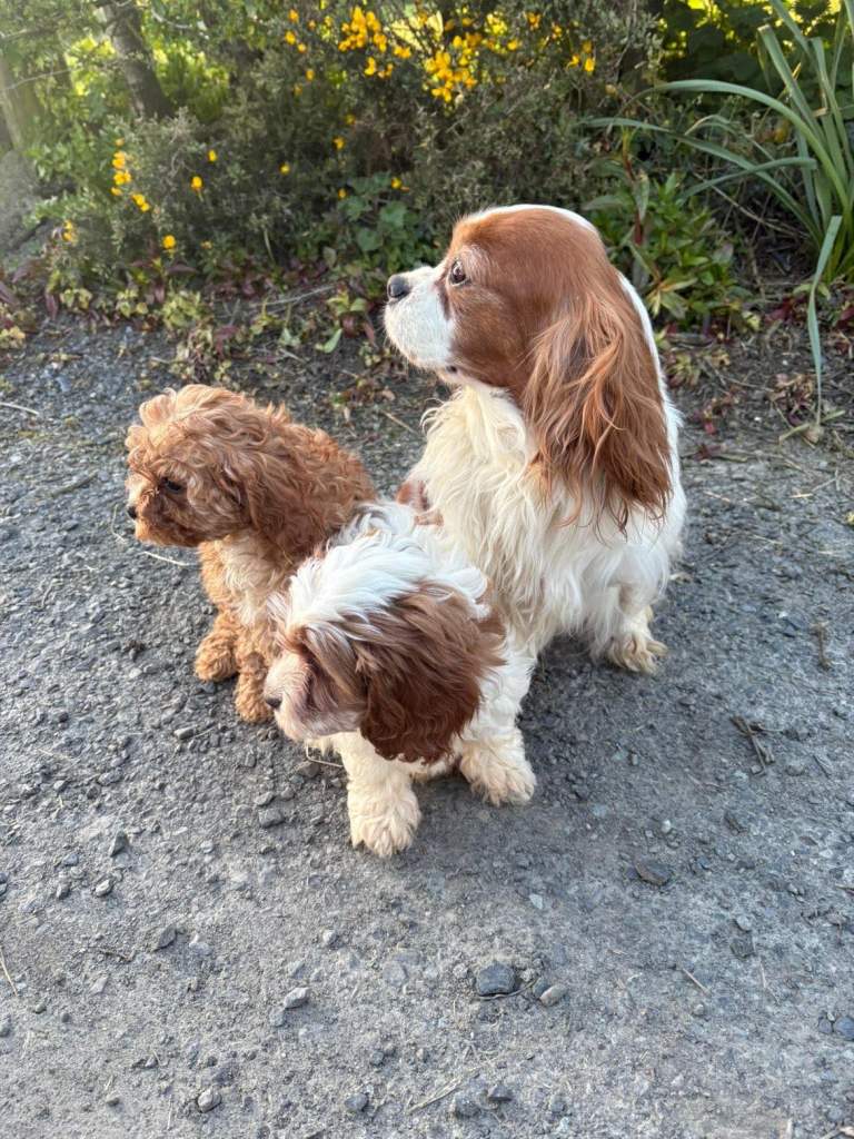 Beautiful Cavapoo puppies 