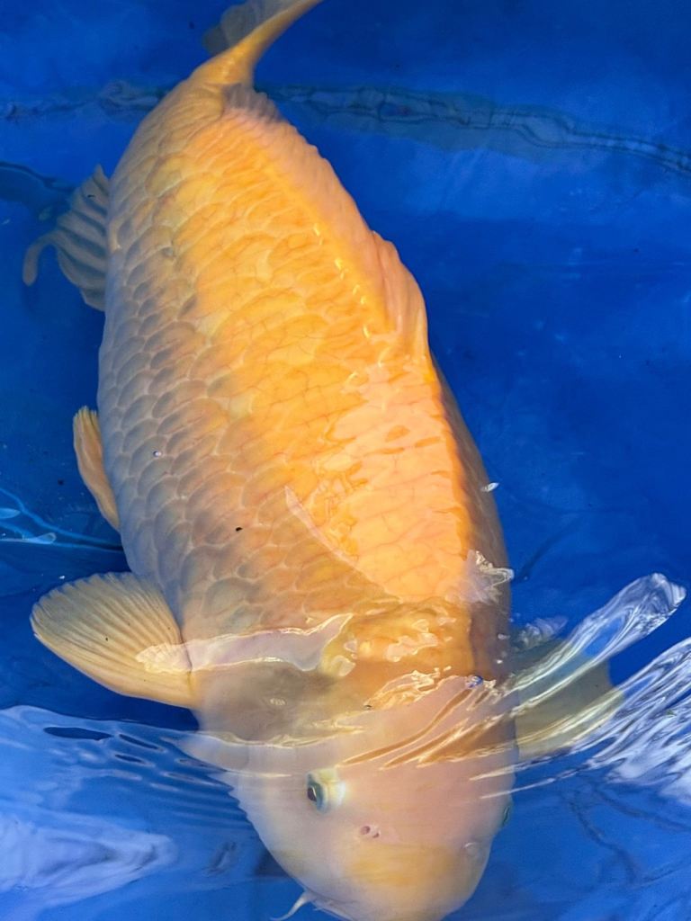 VHQ Japanese Koi with Certificates 