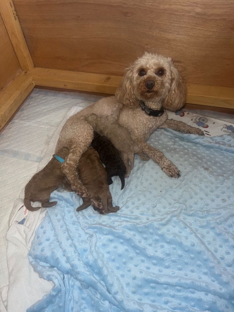 Cavapoo puppies