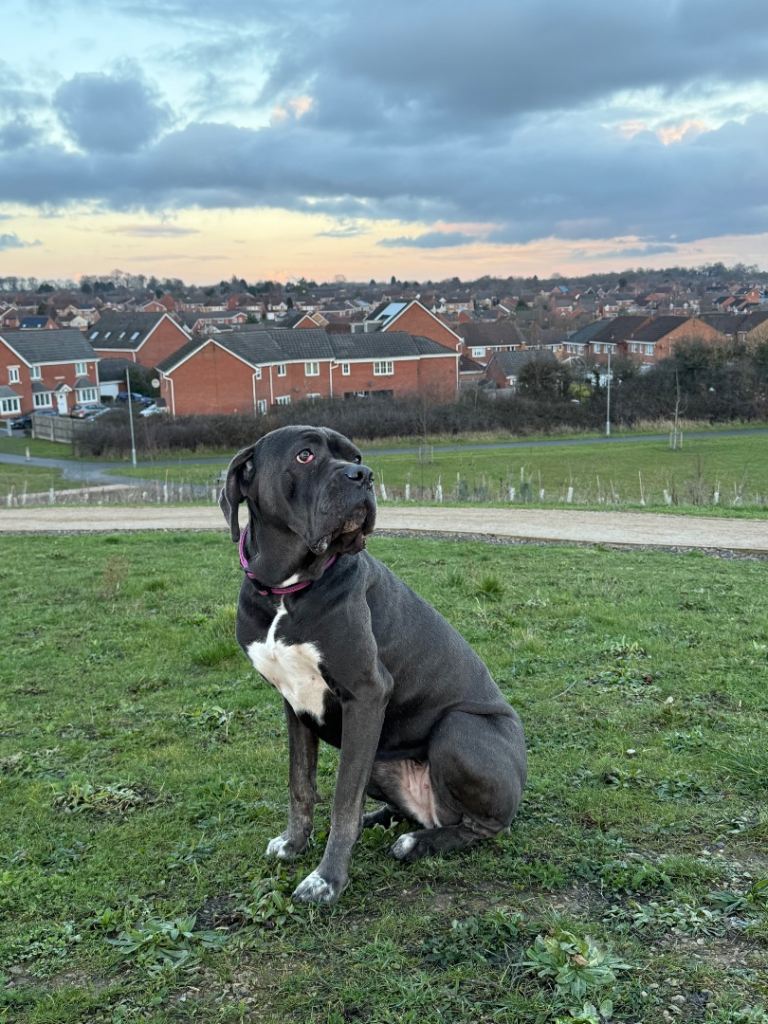 Beautiful cane corso female.