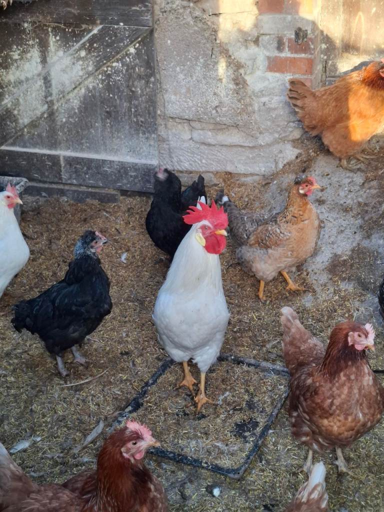 Giveaway Roosters x2. 8month old