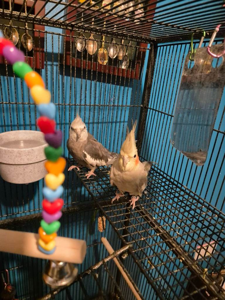 Two cockatiels for sale with cage 